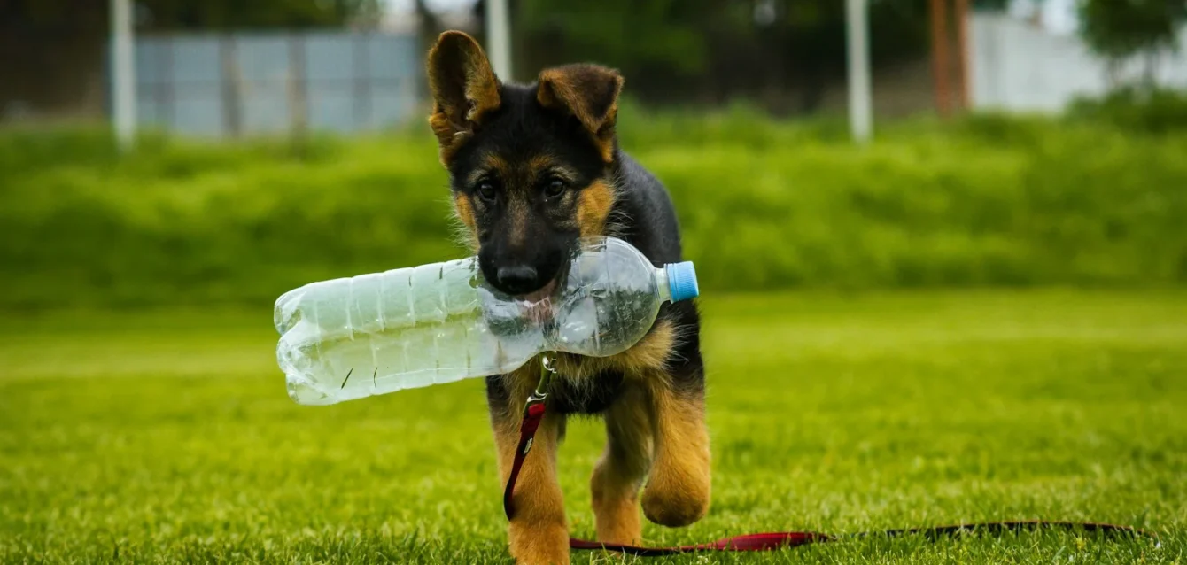 Photo by nygi Koľko vydrží pes bez vody