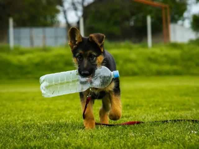 Photo by nygi Koľko vydrží pes bez vody