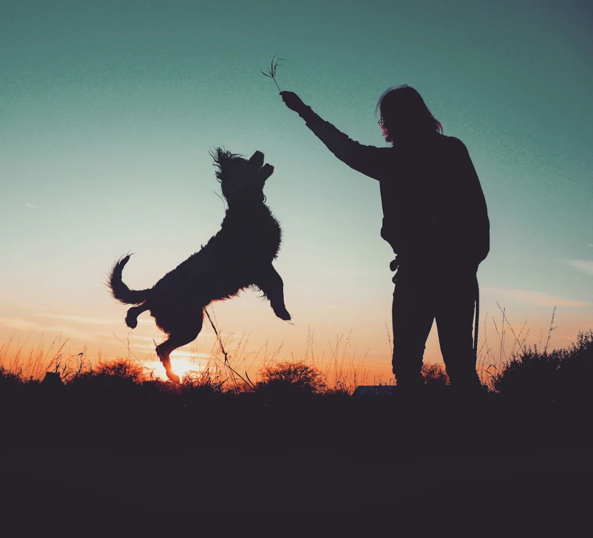 Photo by Rafaëlla Waasdorp a person and a dog playing with a kite