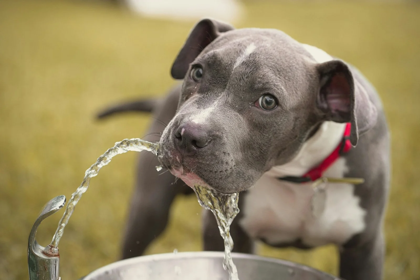 Photo by Isaac Guardiola a dog drinking water from a faucet