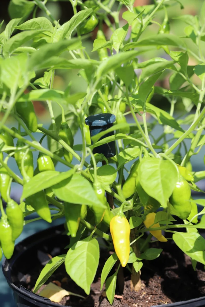 Green and yellow peppers growing on a plant.