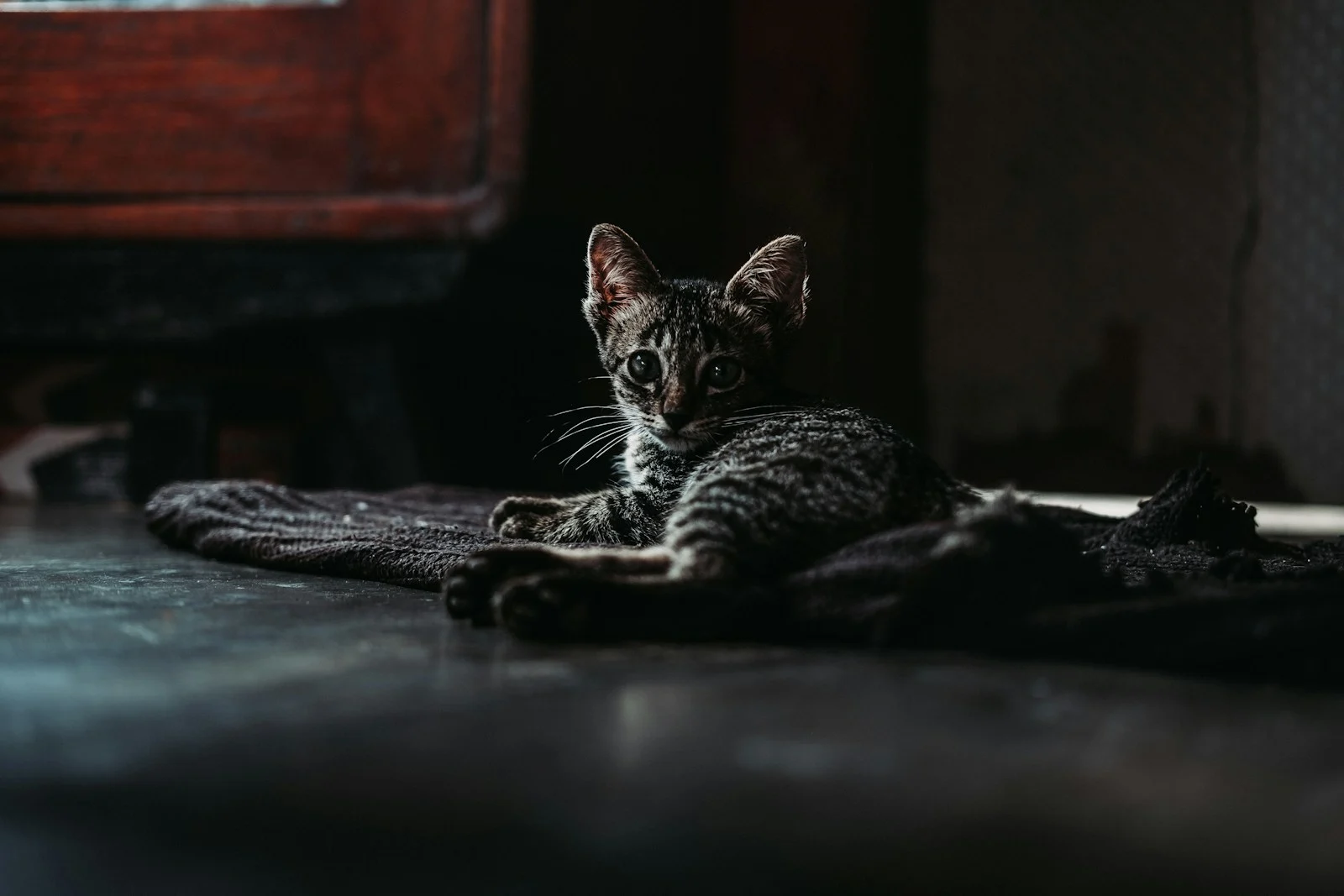 Photo by Kaja Sariwating Ako naučiť mačiatko na granule?