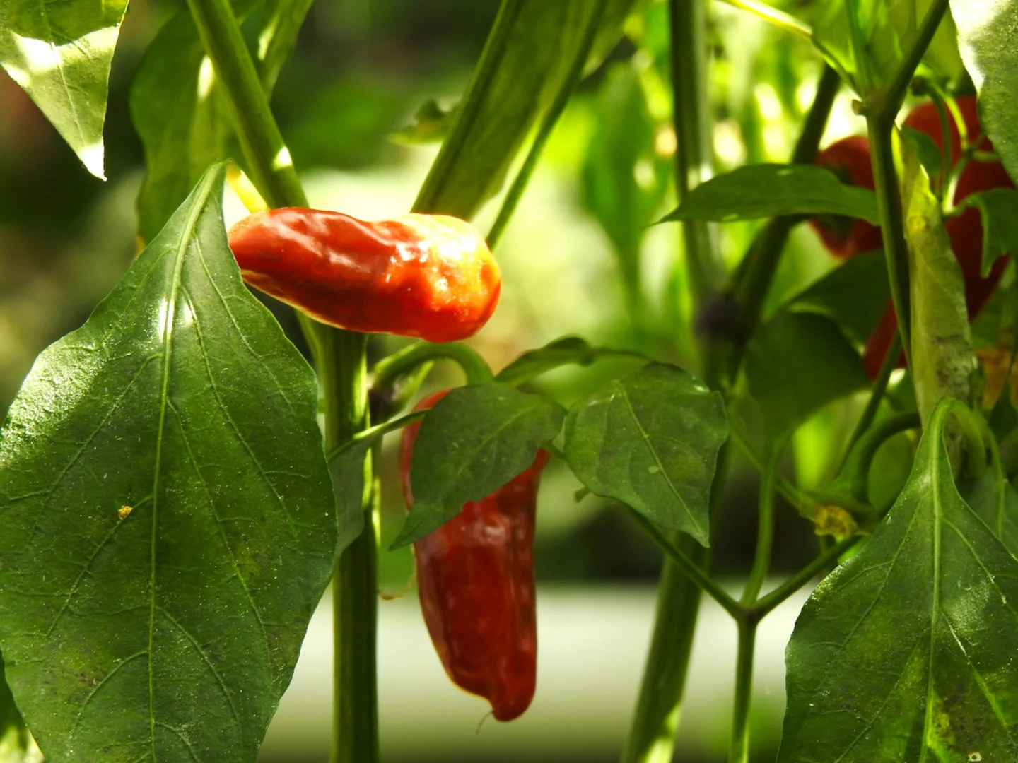 A group of red peppers growing on a plant