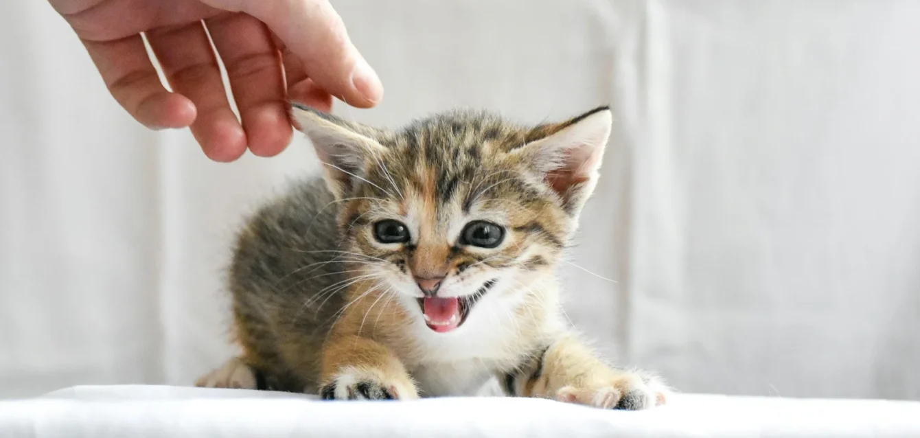 Photo by Artem Makarov a small kitten sitting on top of a white couch