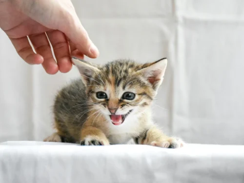 Photo by Artem Makarov a small kitten sitting on top of a white couch
