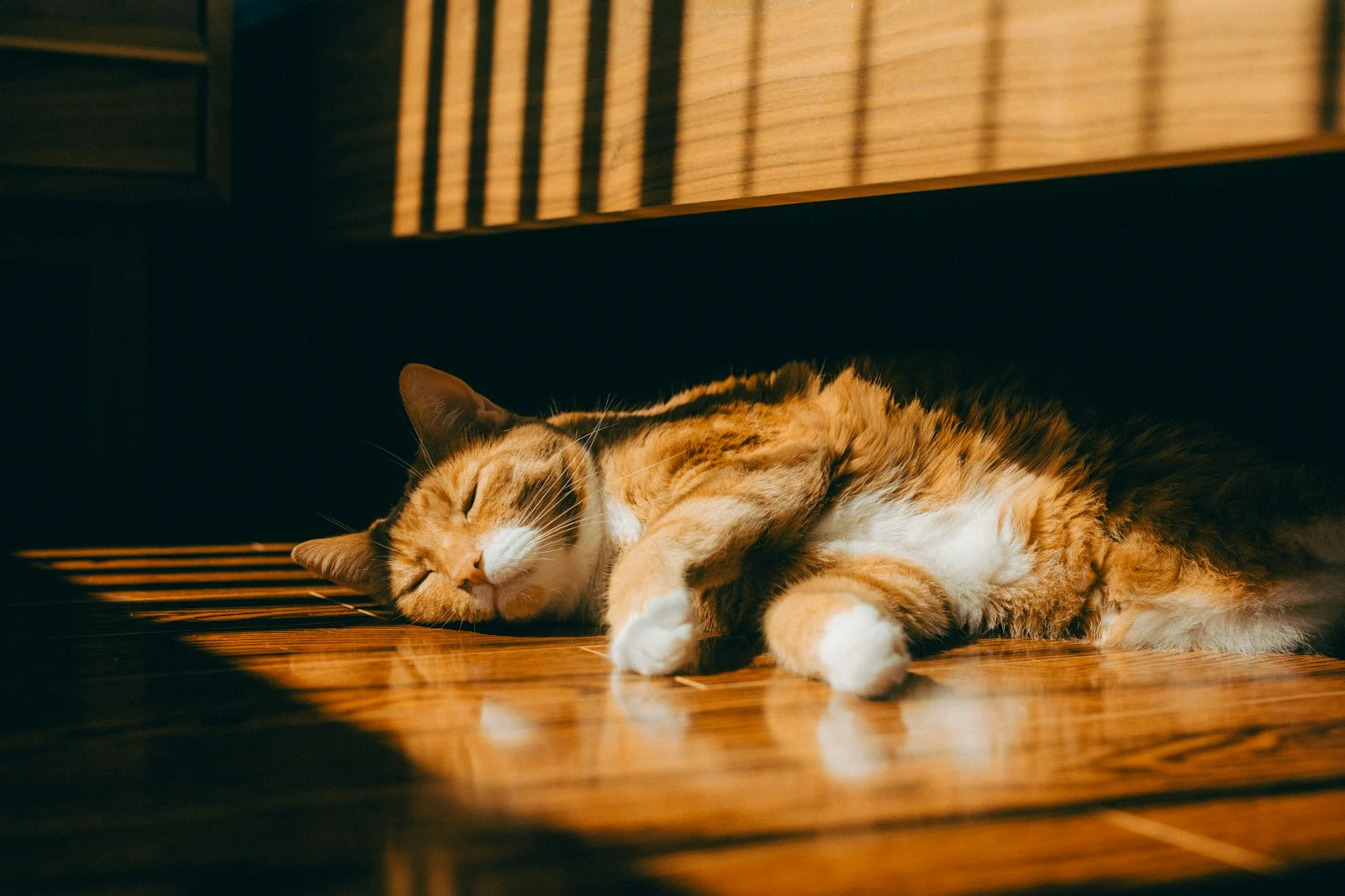 Photo by Tianlei Wu A cat enjoys a peaceful nap in the sunlight.