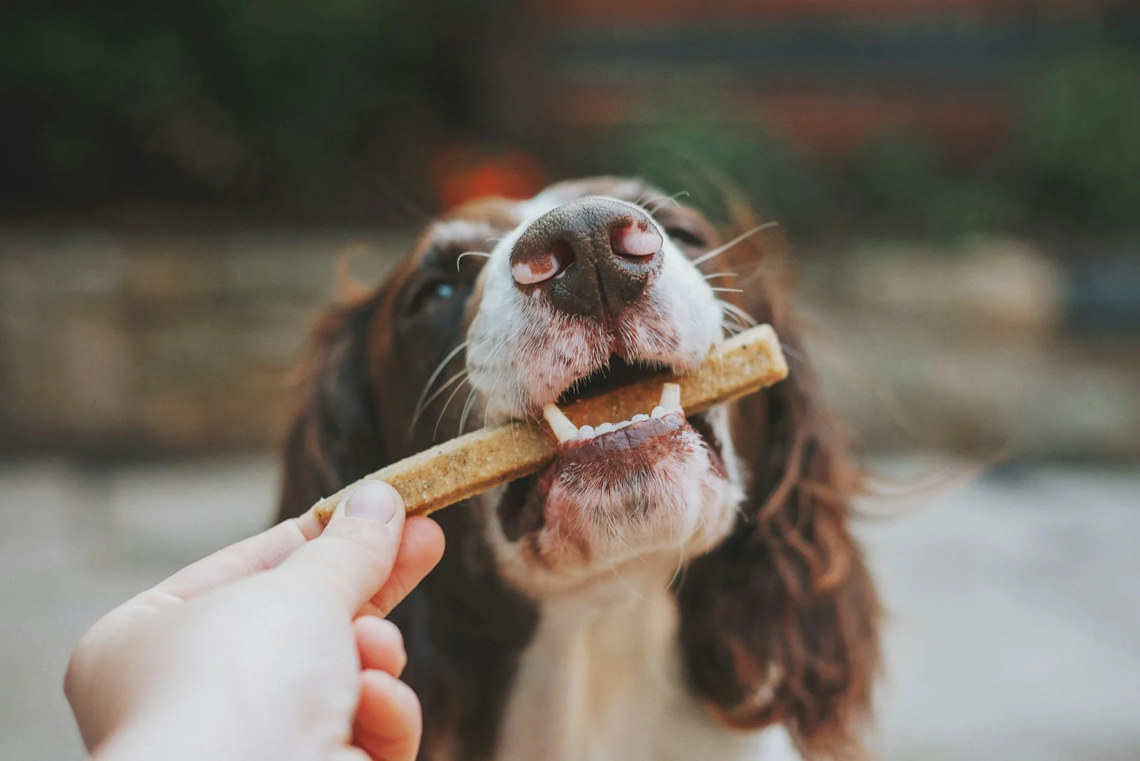 Photo by James Lacy person holding brown wooden stick with white and black short coated dog
