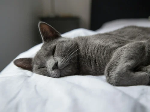 Photo by Milada Vigerova Koľko hodín denne mačka spí
